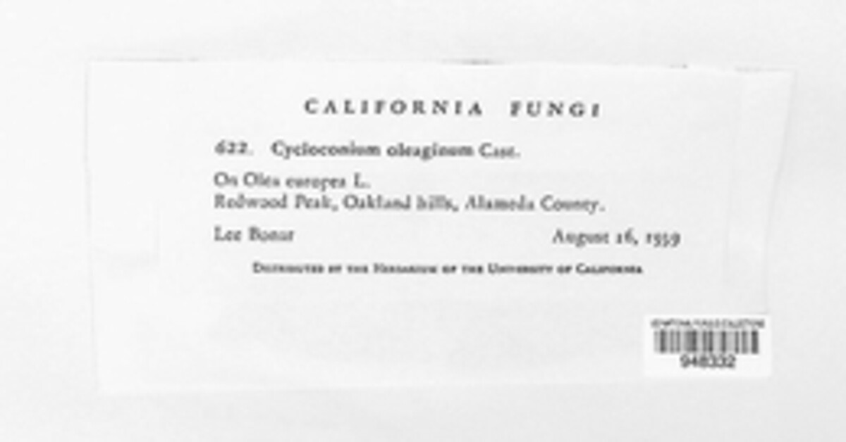 Spilocaea oleaginea image